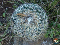 Coryphantha pseudoradians