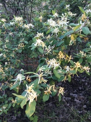 Lonicera
