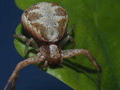 Xysticus lanio