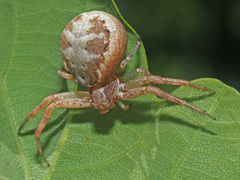 Xysticus lanio