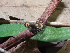Chrysoesthia sexguttella