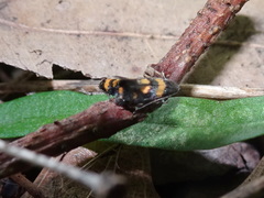 Chrysoesthia sexguttella