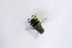 Ceroxys