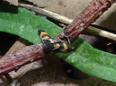 Chrysoesthia sexguttella