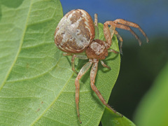 Xysticus lanio