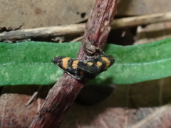 Chrysoesthia sexguttella
