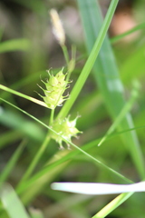 Carex tuckermanii