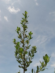 Baccharis tricuneata