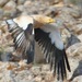 Egyptian Vulture (Canary Islands) - Photo (c) abcdefgewing, some rights reserved (CC BY-NC), uploaded by abcdefgewing