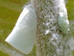 Monoflata pallescens