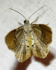 Frederickia flaviterminata