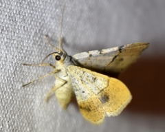 Frederickia flaviterminata