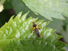 Trypherus frisoni