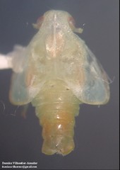 Monoflata pallescens