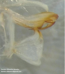 Monoflata pallescens