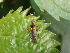 Trypherus frisoni