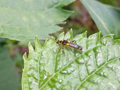 Trypherus frisoni