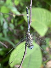 Diplacodes trivialis