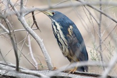 Ixobrychus sturmii