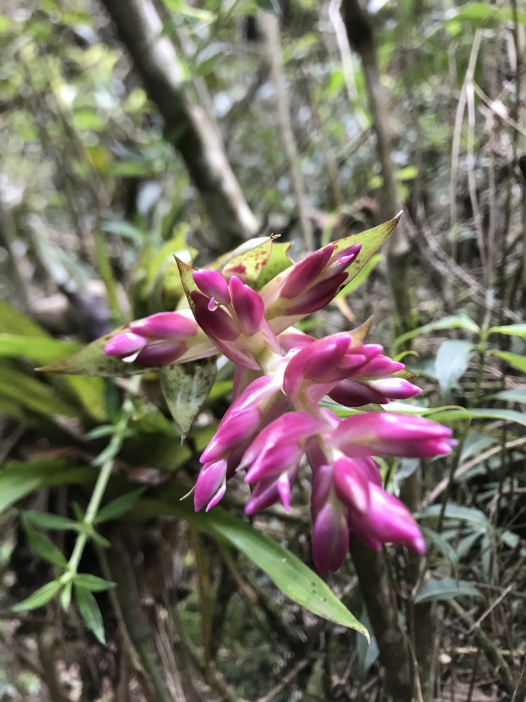 Tillandsia biflora