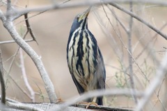 Ixobrychus sturmii