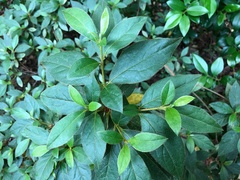 Rhododendron simsii