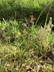 Cyperus longus tenuiflorus