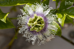 Passiflora edulis edulis
