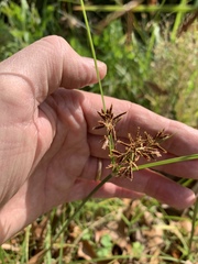 Cyperus longus tenuiflorus