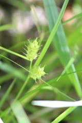 Carex tuckermanii
