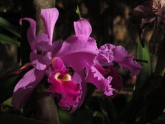 Cattleya warscewiczii