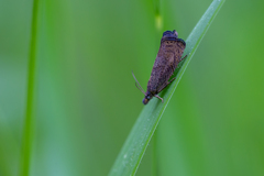 Dichrorampha plumbana