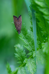 Dichrorampha plumbana