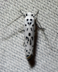 Ethmia bittenella