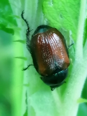 Phyllopertha horticola