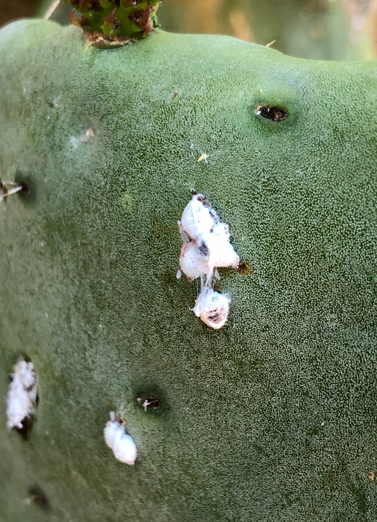 Cochineal Scale Bugs from Los Angeles on June 9, 2020 at 1110 AM by