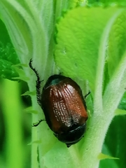 Phyllopertha horticola
