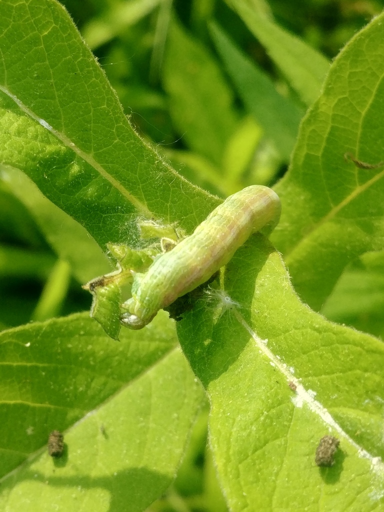 Forbes' Sallow