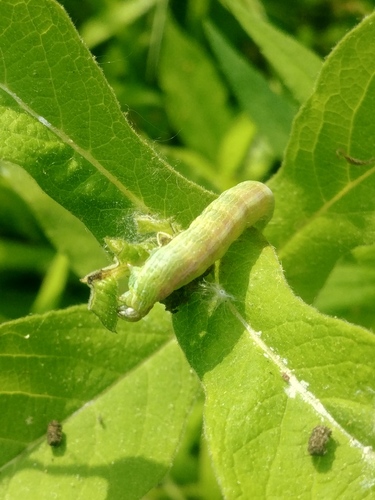 Forbes' Sallow