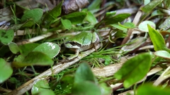 Hyla japonica