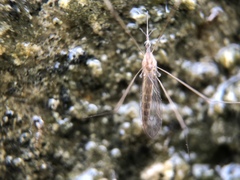 Diptera
