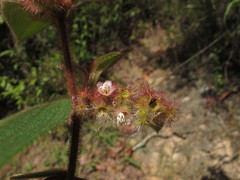 Miconia dependens