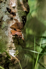 Heliconius hecale melicerta
