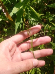 Sphenopholis intermedia