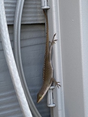 Anolis carolinensis