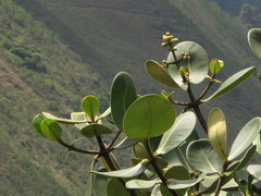 Clusia multiflora
