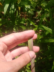 Sphenopholis intermedia