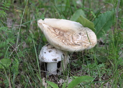 Amanita strobiliformis