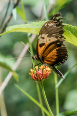 Heliconius hecale melicerta