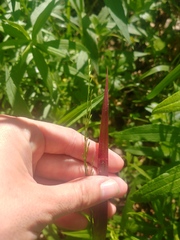 Sphenopholis intermedia